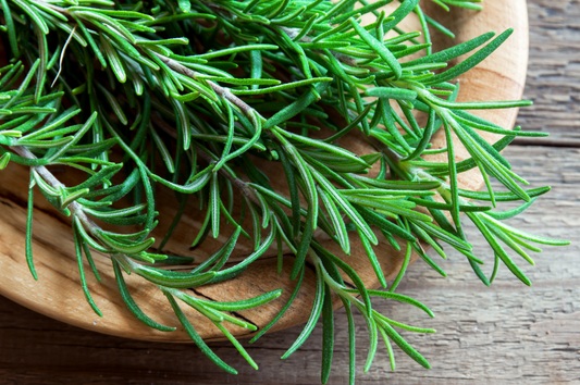 What is Rosemary Essential Oil? Purity, Sustainability and Uses